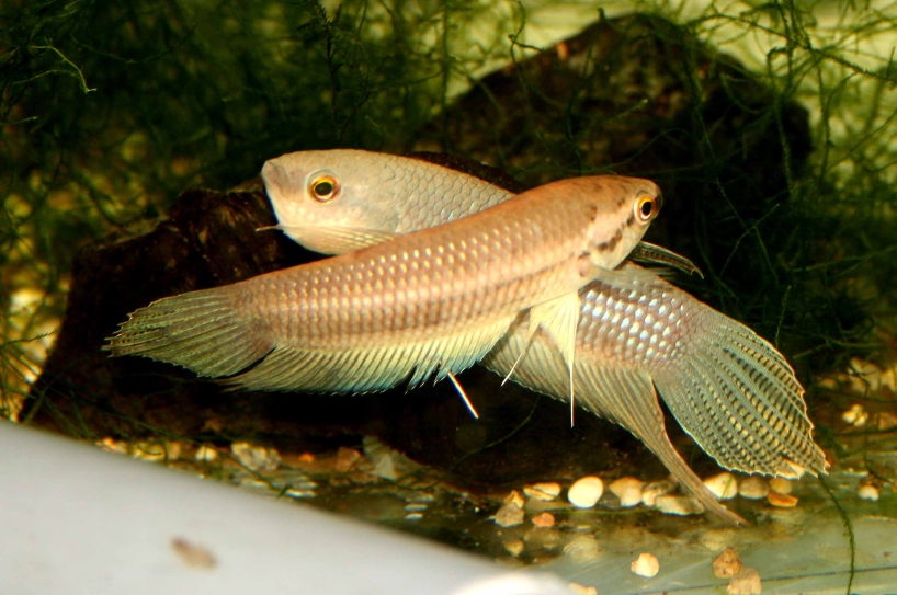 A pair from Matang spawning in the aquarium, and the fish are moving into position for...