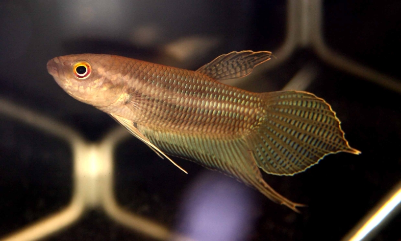 Anoter adult male.
