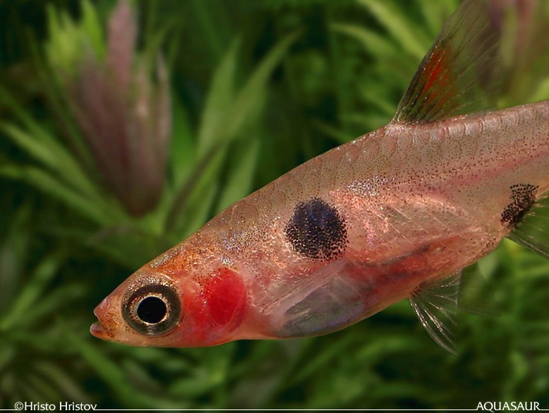 Head and body detail.