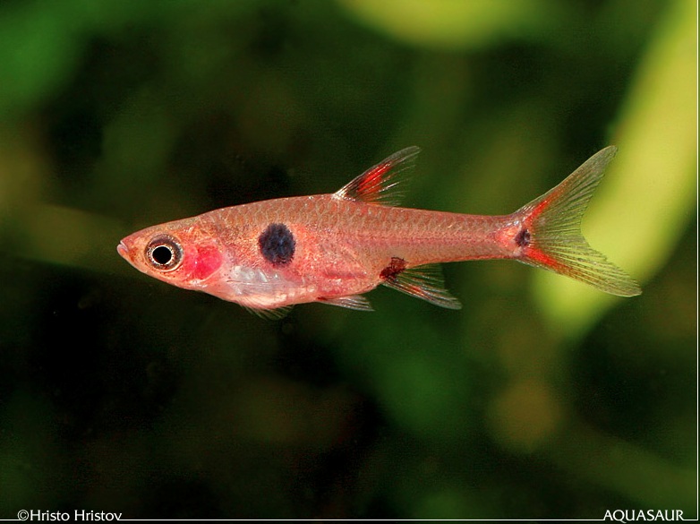 Adult, possibly female, specimen from the aquarium trade.