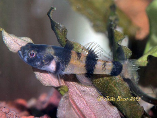 This male individual matches the original description of B. sabanus.