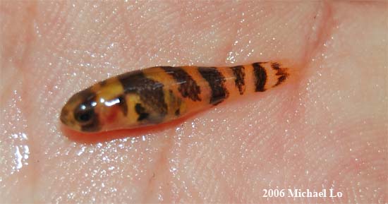 Freshly-collected specimen from Mersing District, Johor state, Peninsular Malaysia.