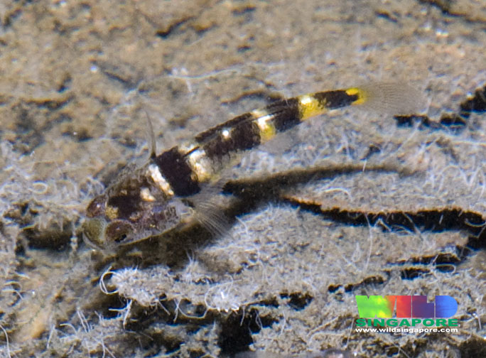 The fish in these images were photographed in a mangrove habitat in Admiralty Park, northern Singapore, and match the description of B. kabiliensis quite closely.