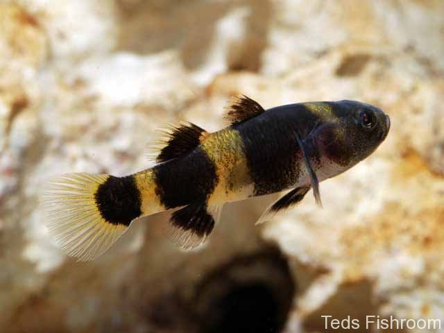 B. doriae-type fish do best in hard freshwater or slightly brackish conditions.