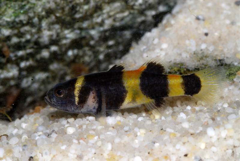 Another F1 male. Males from this population possess some reddish pigmentation in the upper part of the body at all times.