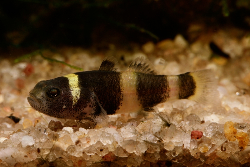 The main issue with fish in the hobby matching the description of B. doriae is that black pigmentation does not cover two thirds of the pectoral-fin, as here (see 'Notes').