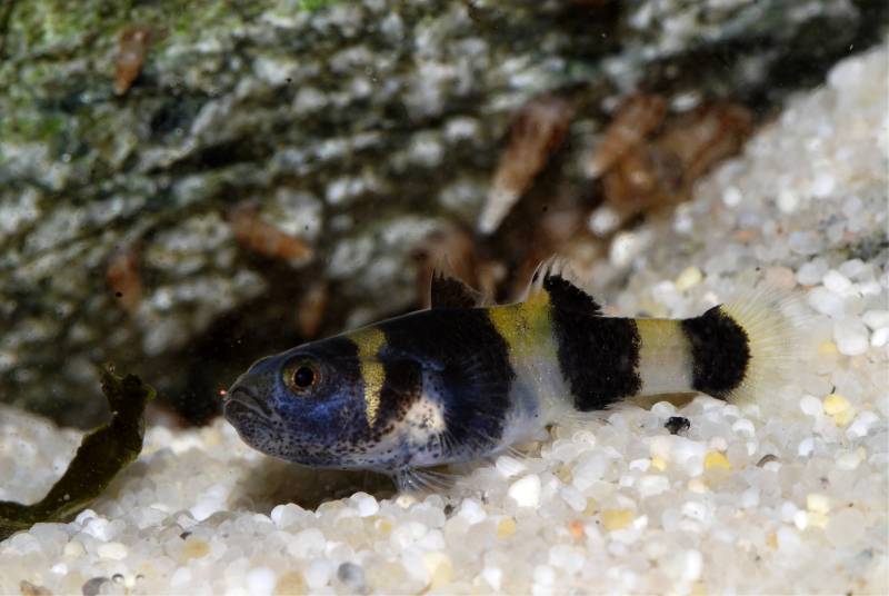 Females appear to lack reddish colour on the body.