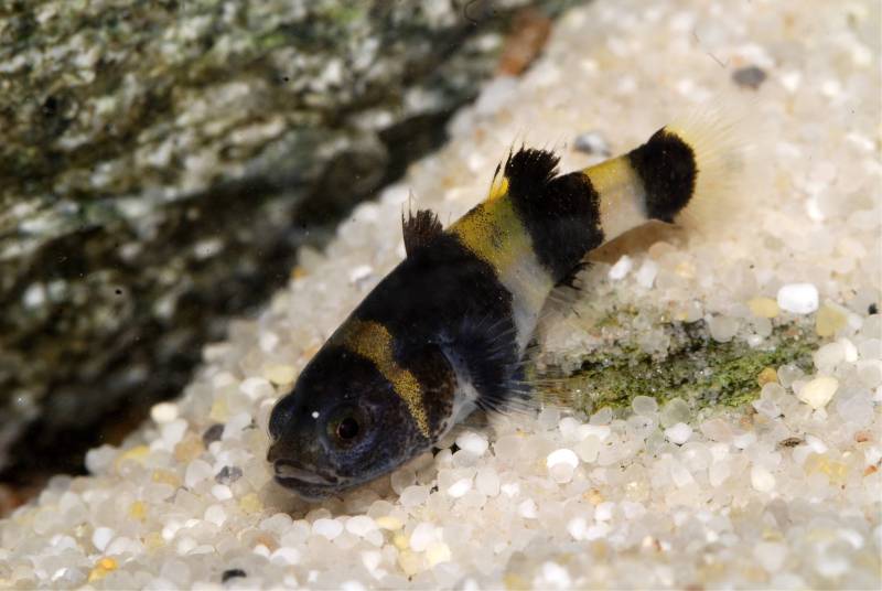 F1 adult female of the same population.