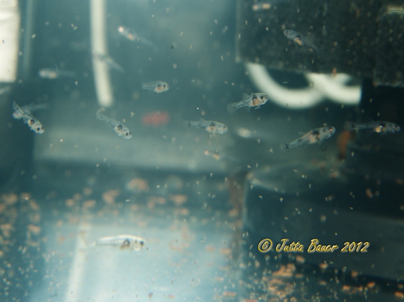 Free swimming fry at 16 days of age.