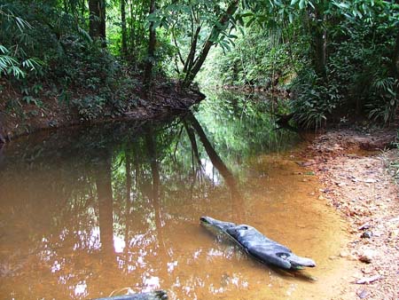 Habitat in Sarawak.