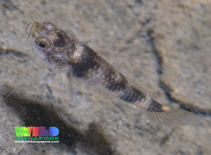 Following Inger (1958) this species can be told apart from the similar-looking B. aggregatus by the fact that the dark bar above the anal-fin is not complete, i.e., it does not reach the ventral midline.