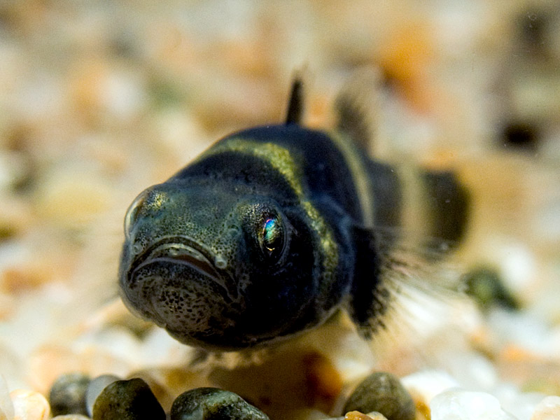 Head detail.