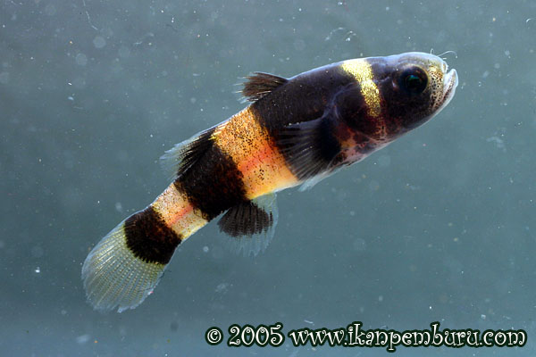 Another specimen collected in Sabah but lacking dark saddles.