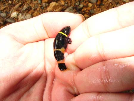 Freshly-collected specimen from Sri Aman Division, Sarawak, Malaysia (Borneo).