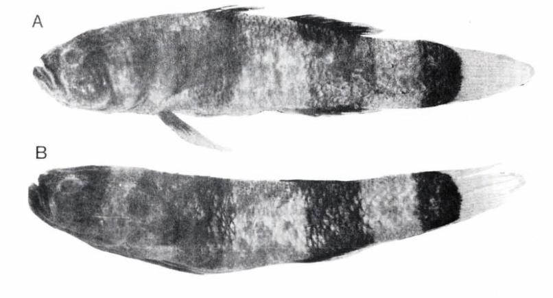 This image depicts two preserved adult females from Surabaya, Java; type locality of the species.