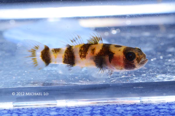 Specimen photographed in the field, Bangka Island, Indonesia, again with the anterior dorsal-fin base unpigmented.