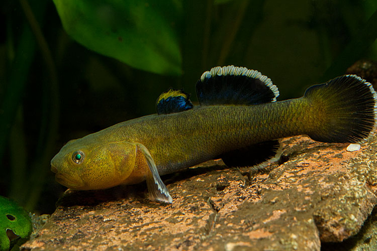 Adult male individual in spawning condition.