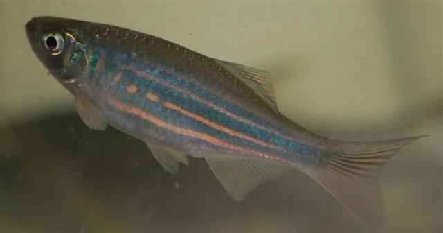 Specimen collected from Samdrup Jongkhar district, southeastern Bhutan.