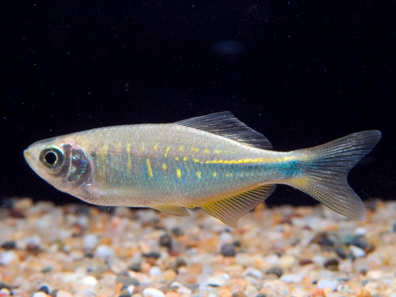 Specimen from the Singapore aquarium trade.