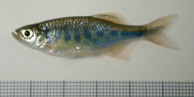 Subadult specimen.