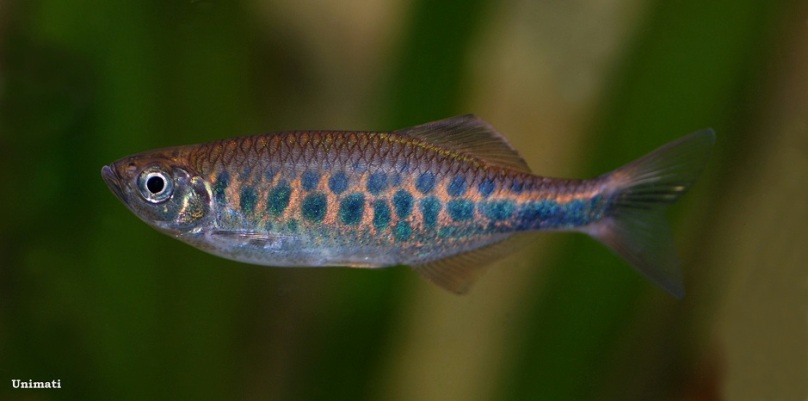 Adult male from the European aquarium trade.