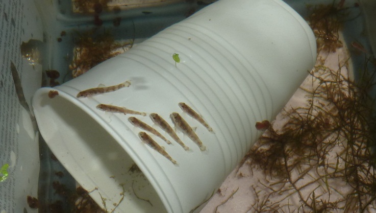 At 21 days of age the young fish already display behaviour similar to adults.