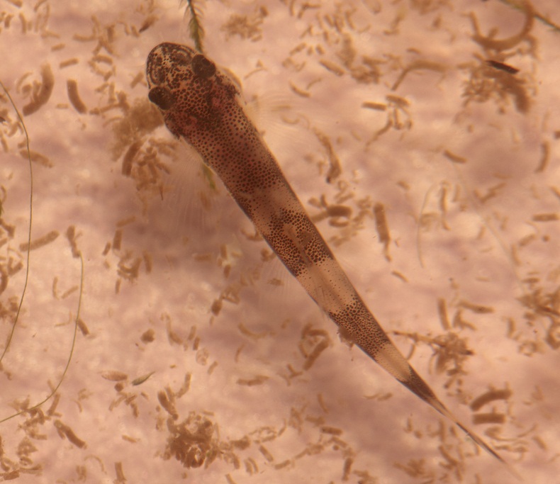 Dorsal view of 40-day old individual.