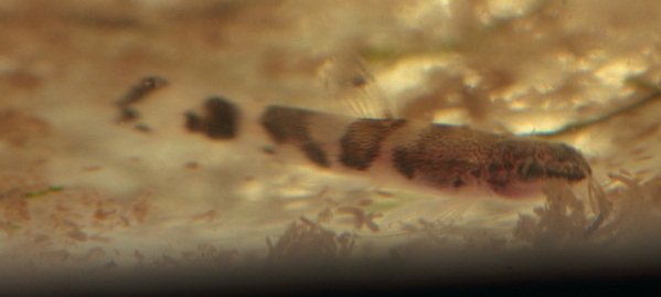 Aquarium-bred fry at 2 weeks of age.