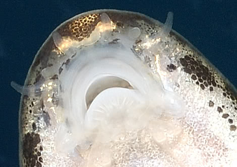 Underside of head.