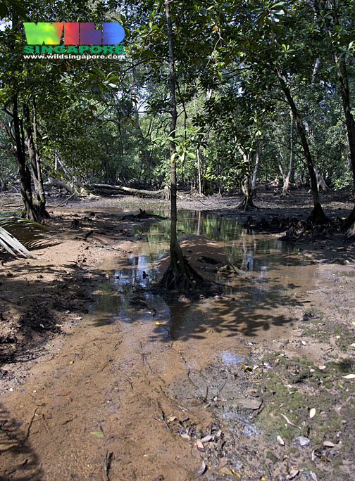 Mangrove swamps such as this one have almost disappeared from Singapore.