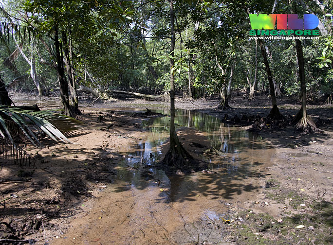 Mangrove stream habitat in Admiralty Park, Singapore.