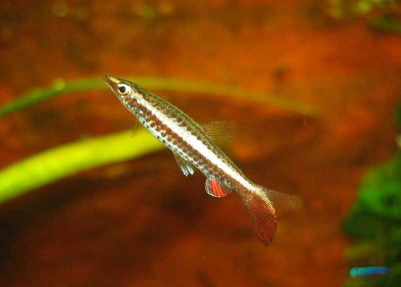 This species swims at a characteristic oblique angle.