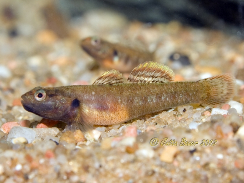 Subadult male at 61 days of age.