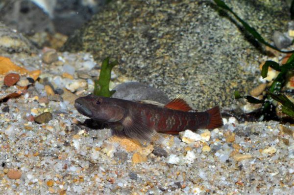 Darkly-pigmented male.