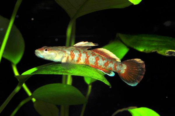 Try to provide some resting areas away form the base of the aquarium as the fish seem to enjoy perching on them.