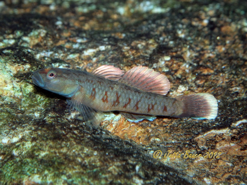 Another F1, captive-bred male.