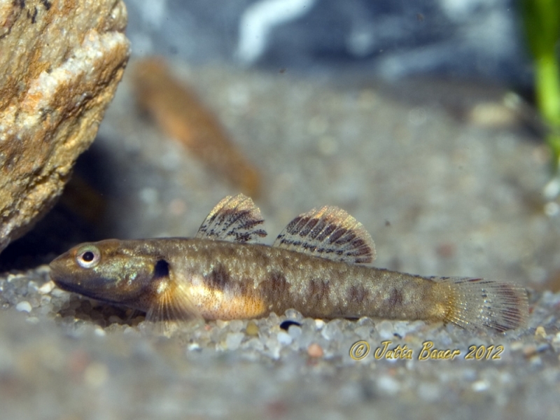 Juvenile male at 41 days of age.