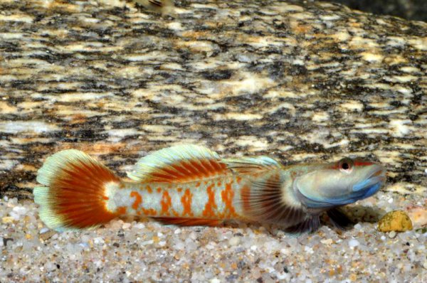 Another male; note the thick, bluish white distal bands in the unpaired fins which are not present in females.