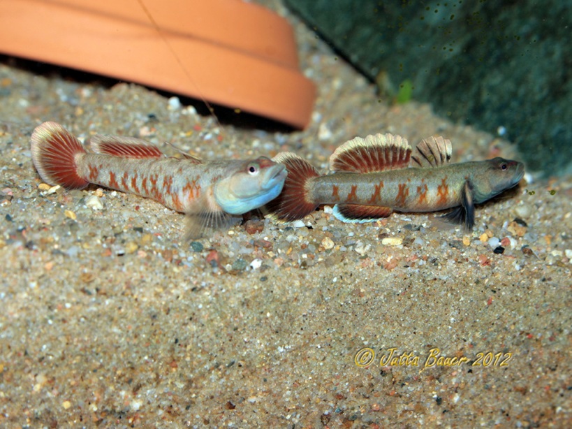 Two males in threat display, of which the specimen to the left is aquarium-raised, the other wild caught.