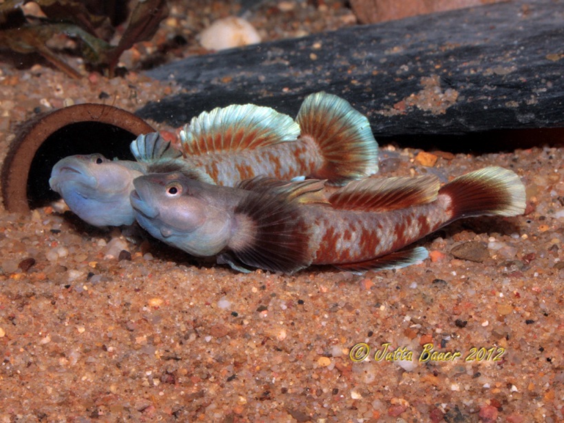 Two more males in threat display. The specimen to the front was among first European imports and has spawned in captivity on numerous occasions. The one to the rear is a wild fish exported from Hong Kong.