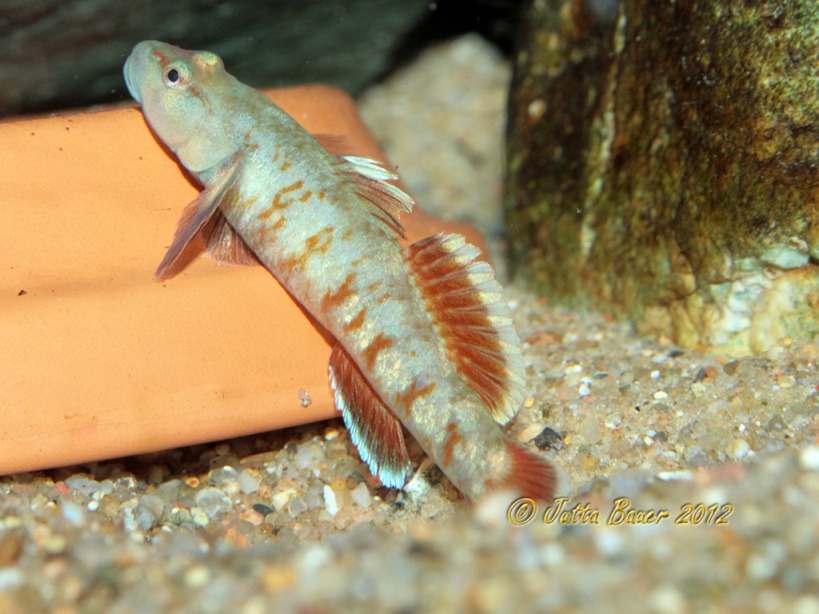F1 adult male; offspring from the male to the front of the previous image.