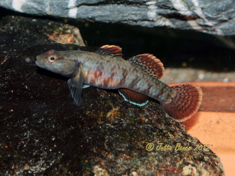 Adult female specimen; note the red distal margins to the unpaired fins.