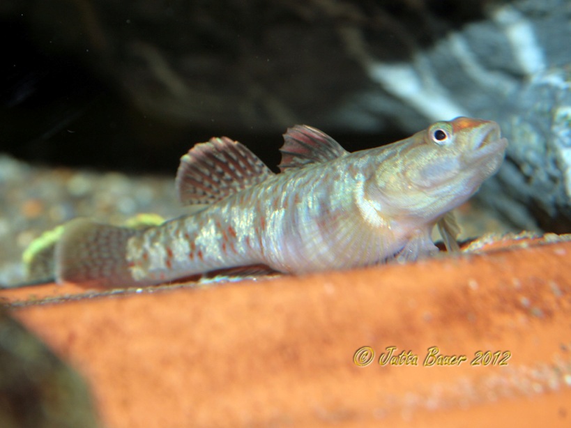F1, captive-bred female.