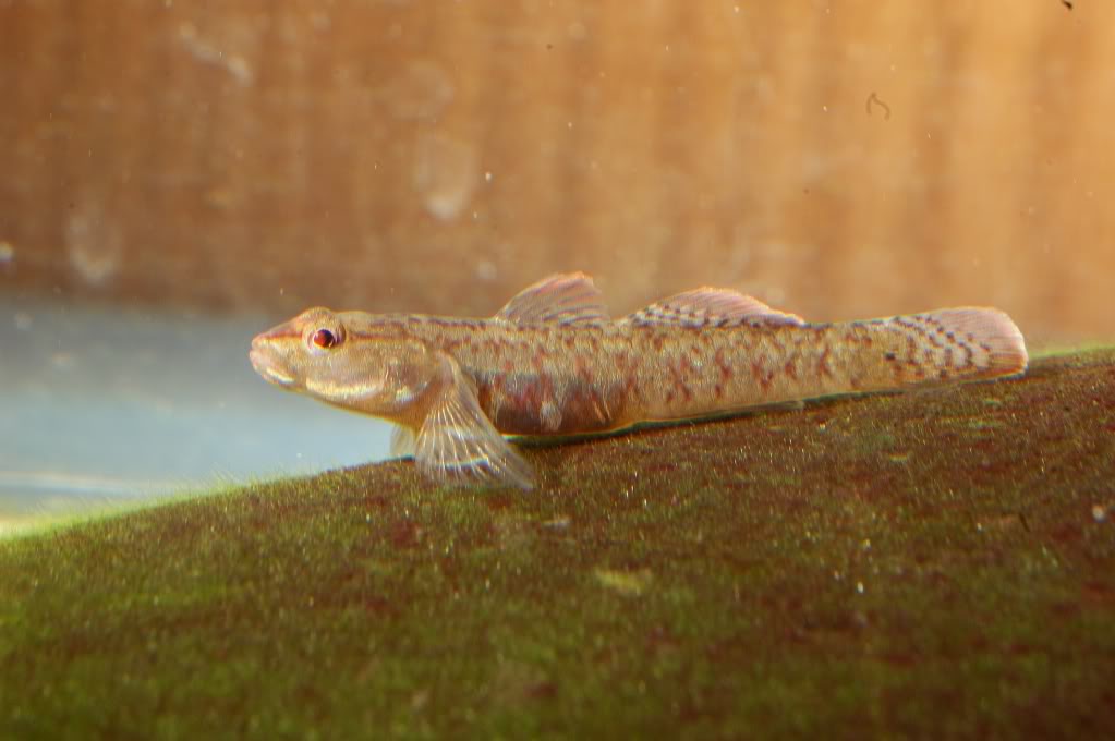 Young female individual that was imported to the U.S. as a contaminant among a shipment of the congener R. duospilus.