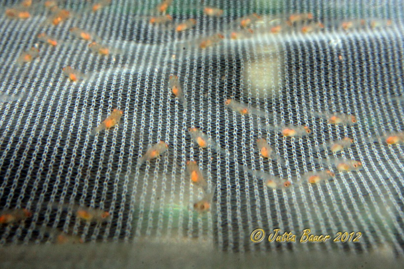 The most successful method for raising fry is to hatch the eggs in a net-type breeding trap suspended in the raising tank...