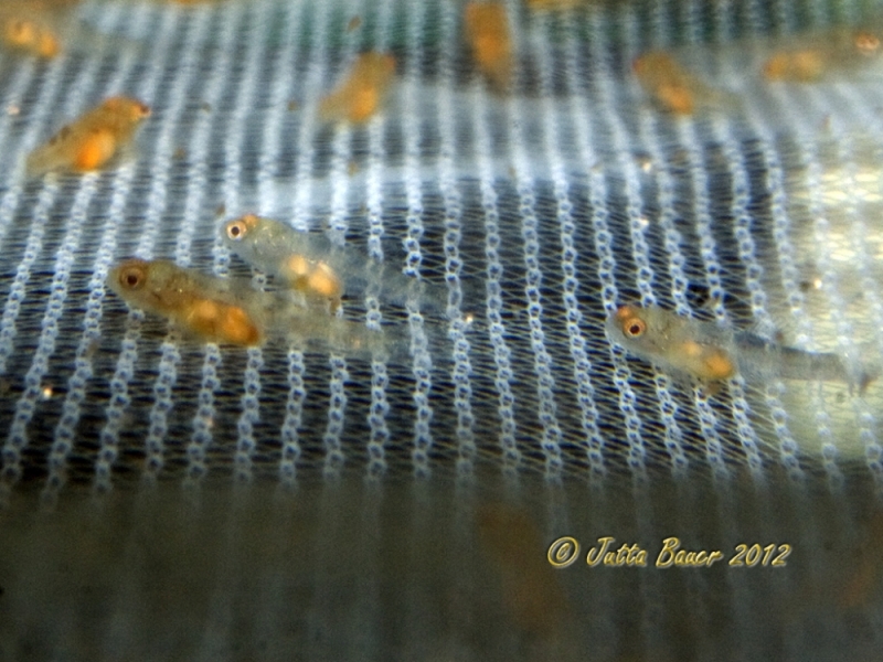 ...and allow the fry to hatch and grow there...