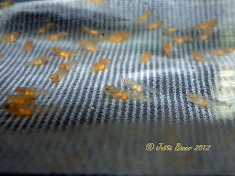 ...until the yolk sac is fully-absorbed.
