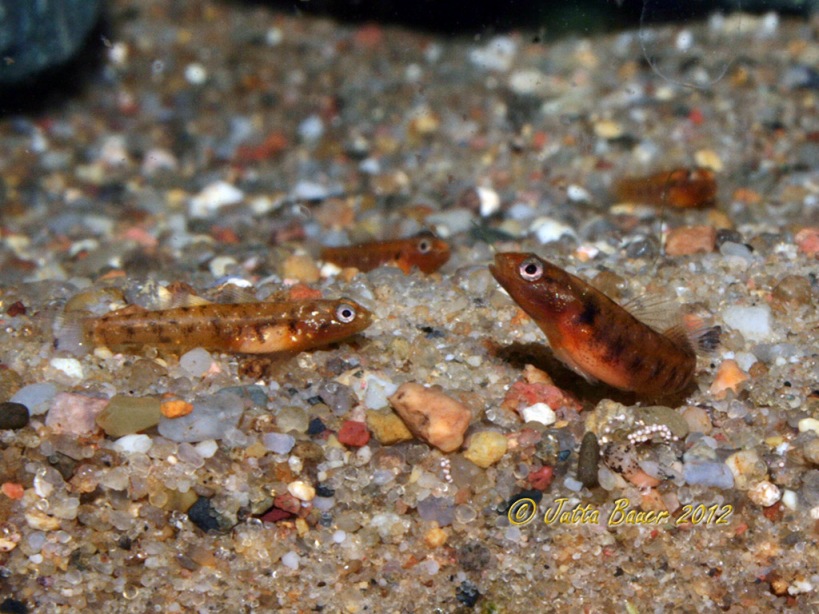 Larger juveniles are more deeply-pigmented than their younger siblings.