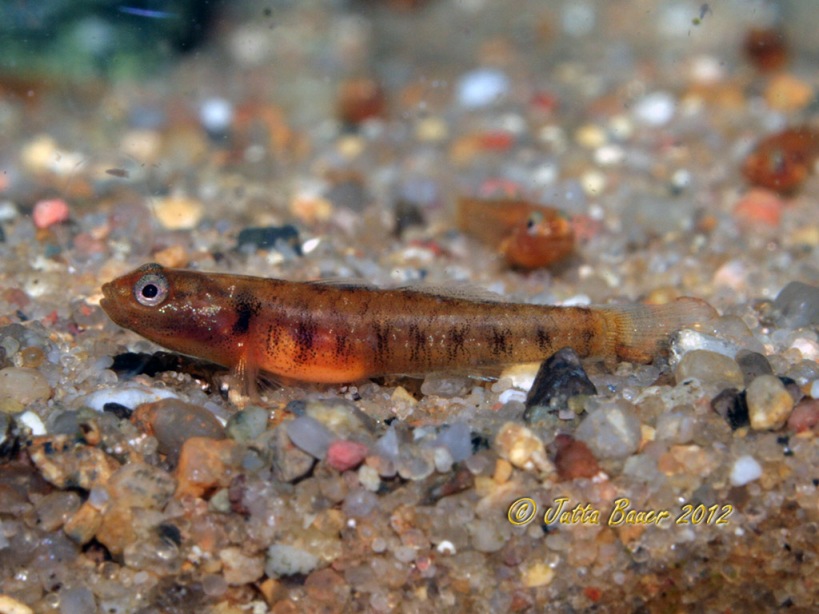 At 3 weeks of age the juveniles are orange in colour with a pattern of dark bars on the flanks.