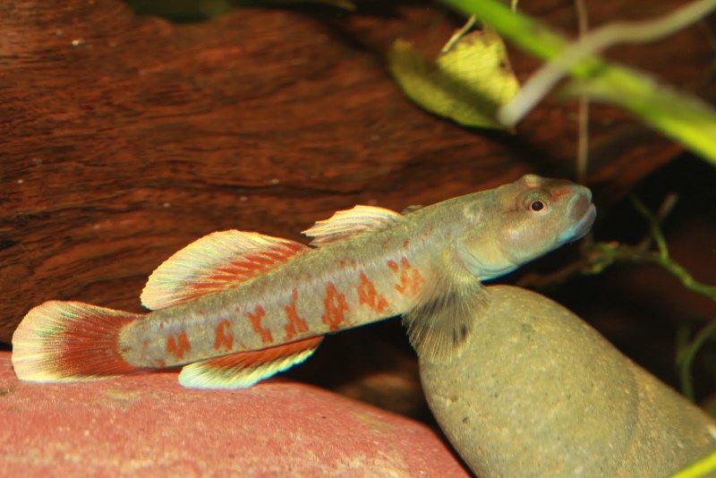 Wild-collected adult male.
